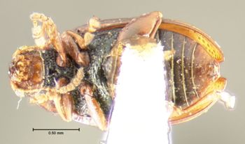 Media type: image;   Entomology 5018 Aspect: habitus ventral view